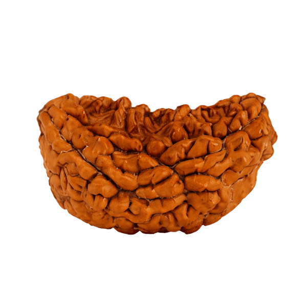 1 Mukhi Rudraksha