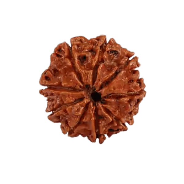 9 Mukhi Rudraksha